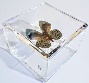 Framed Butterflies-Mounted Butterflies-Preserved Butterflies
