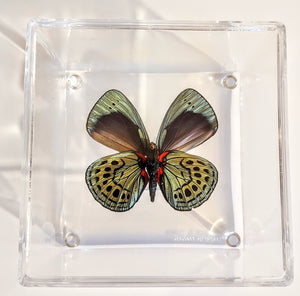 Framed Butterflies-Mounted Butterflies-Preserved Butterflies