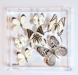 Framed Butterflies-Mounted Butterflies-Preserved Butterflies