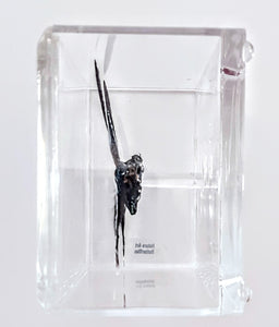 Framed Butterflies-Mounted Butterflies-Preserved Butterflies