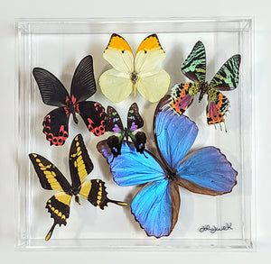 Framed Butterflies-Mounted Butterflies-Preserved Butterflies