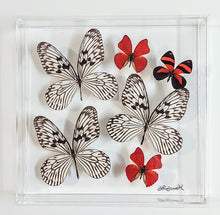Load image into Gallery viewer, Framed Butterflies-Mounted Butterflies-Preserved Butterflies
