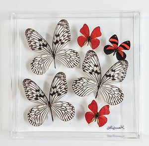 Framed Butterflies-Mounted Butterflies-Preserved Butterflies