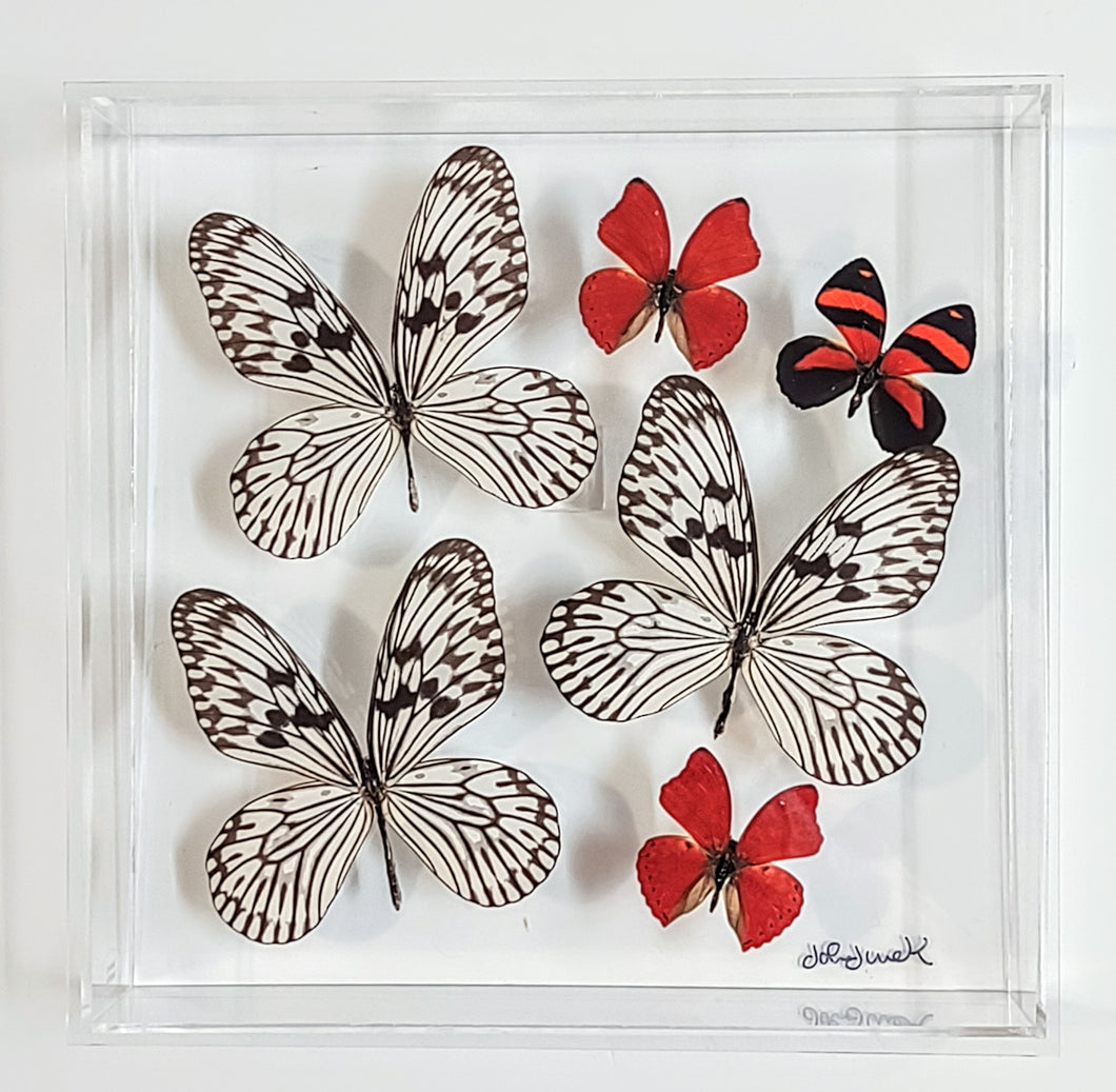 Framed Butterflies-Mounted Butterflies-Preserved Butterflies