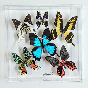 Framed Butterflies-Mounted Butterflies-Preserved Butterflies