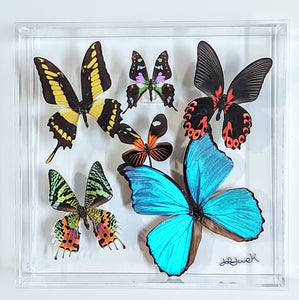 Framed Butterflies-Mounted Butterflies-Preserved Butterflies