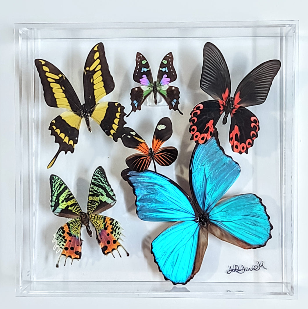 Framed Butterflies-Mounted Butterflies-Preserved Butterflies