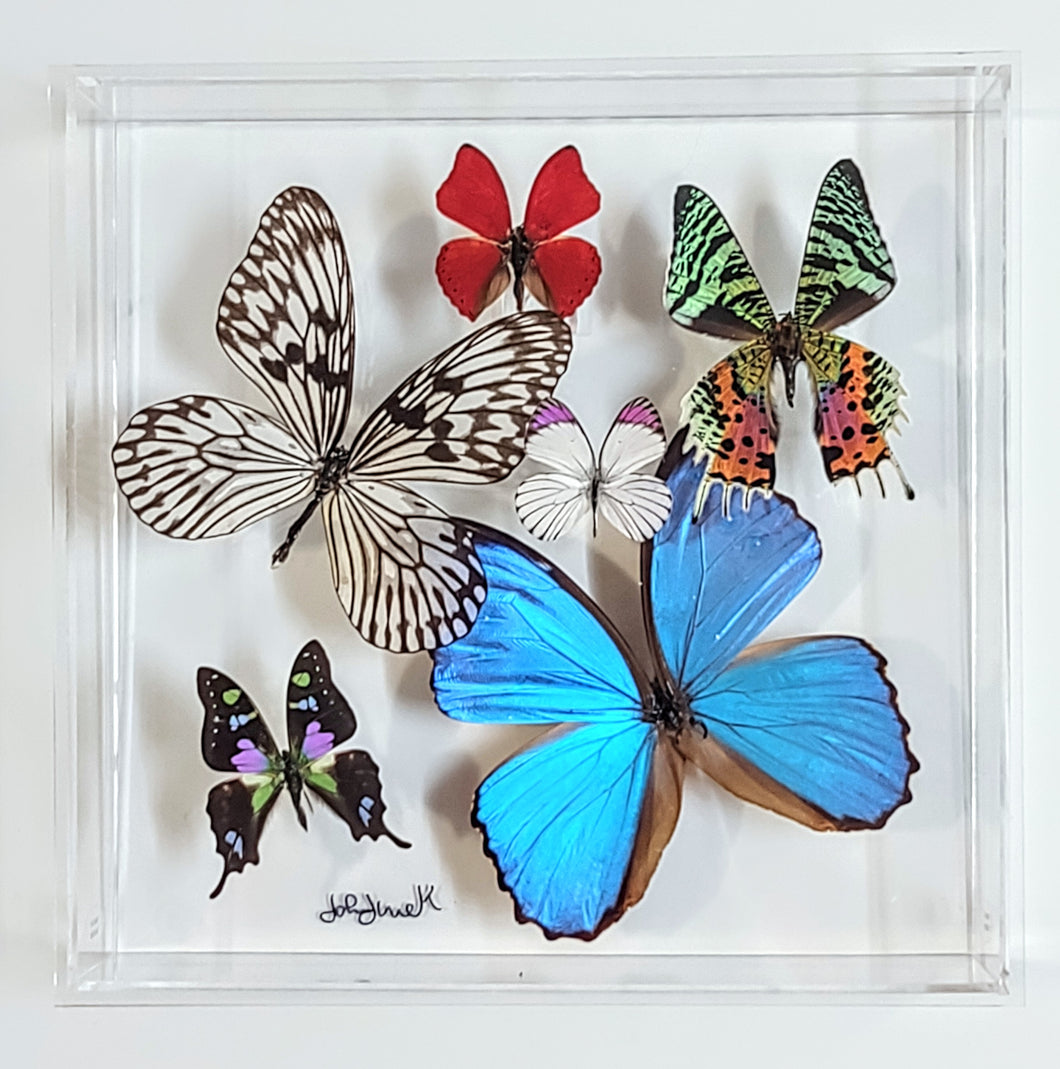 Framed Butterflies-Mounted Butterflies-Preserved Butterflies