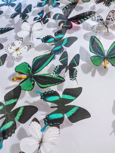 Framed Butterflies-Mounted Butterflies-Preserved Butterflies