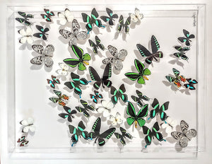 Framed Butterflies-Mounted Butterflies-Preserved Butterflies