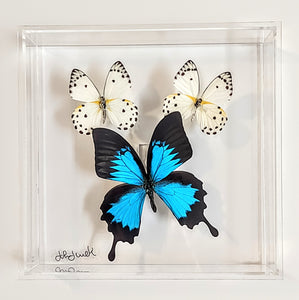 Framed Butterflies-Mounted Butterflies-Preserved Butterflies