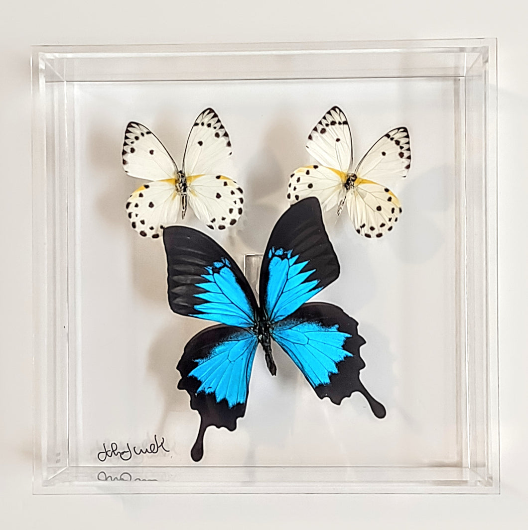 Framed Butterflies-Mounted Butterflies-Preserved Butterflies