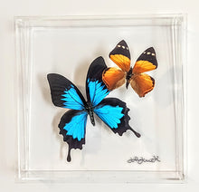 Load image into Gallery viewer, Framed Butterflies-Mounted Butterflies-Preserved Butterflies
