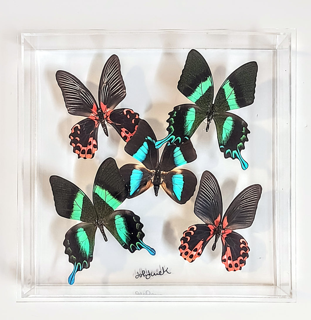 Framed Butterflies