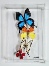 Load image into Gallery viewer, Butterfly Wall Art – Framed Real Butterfly Display – Nature Decor
