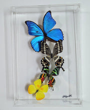 Load image into Gallery viewer, Butterfly Wall Art – Framed Real Butterfly Display – Nature Decor
