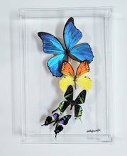 Load image into Gallery viewer, Butterfly Wall Art – Framed Real Butterfly Display – Nature Decor
