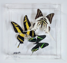 Load image into Gallery viewer, Framed Butterflies-Mounted Butterflies-Preserved Butterflies
