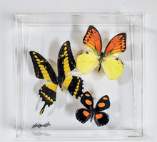Load image into Gallery viewer, Framed Butterflies-Mounted Butterflies-Preserved Butterflies
