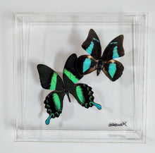 Load image into Gallery viewer, Framed Butterflies-Mounted Butterflies-Preserved Butterflies (Copy)
