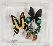 Load image into Gallery viewer, Framed Butterflies-Mounted Butterflies-Preserved Butterflies
