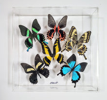 Load image into Gallery viewer, Framed Butterflies-Mounted Butterflies-Preserved Butterflies (Copy)
