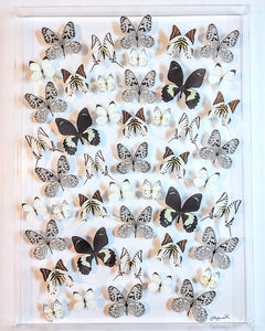 All White! Butterfly Display