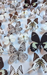 All White! Butterfly Display