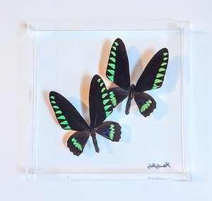 RARE BROOKIANAS! 10"x10"x2" Butterfly Display - Ships within 3 business days