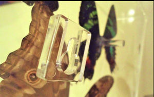 Framed Butterflies-Mounted Butterflies-Preserved Butterflies