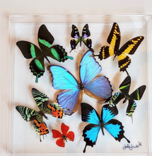 Load image into Gallery viewer, Custom order 20x30, 12x12s
