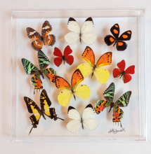 Load image into Gallery viewer, Custom order 20x30, 12x12s
