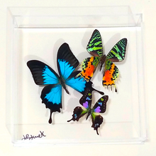 Load image into Gallery viewer, 8&quot;x8&quot;x2&quot; Butterfly Display
