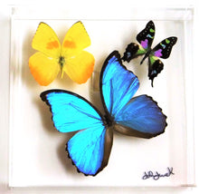 Load image into Gallery viewer, 8&quot;x8&quot;x2&quot; Butterfly Display
