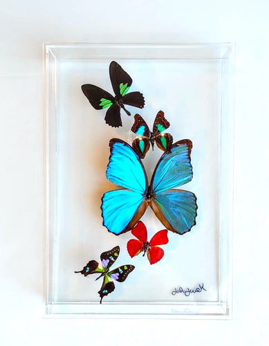 Real framed butterflies preserved in clear display

