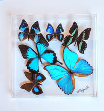 Load image into Gallery viewer, Framed Butterflies-Mounted Butterflies-Preserved Butterflies
