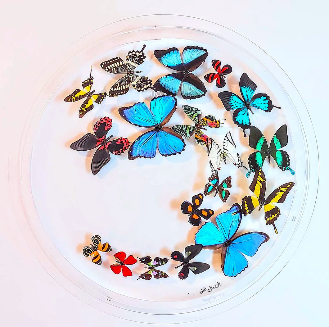 Framed Butterflies-Mounted Butterflies-Preserved Butterflies