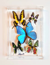 Load image into Gallery viewer, butterfly displays, mounted butterflies, framed butterflies , butterfly artwork, butterflies in acrylic cases, white butterflies
