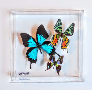 8"x8"x2" Butterfly Display