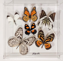 Load image into Gallery viewer, 10&quot;x10&quot;x2&quot; Butterfly Display - Ships within 3 business days
