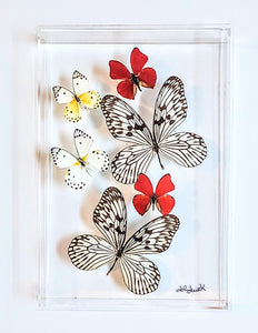 Framed Butterflies-Mounted Butterflies-Preserved Butterflies