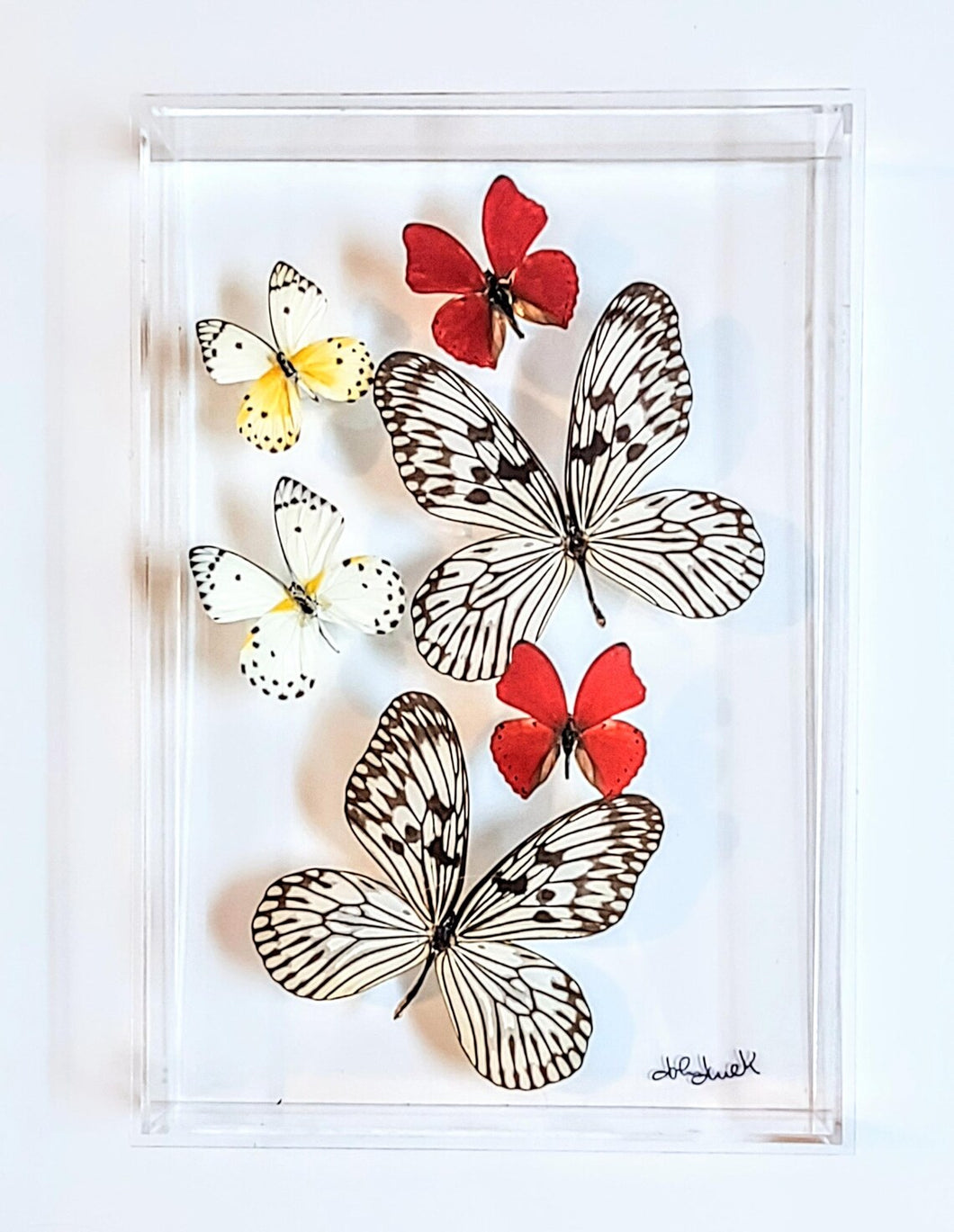 Framed Butterflies-Mounted Butterflies-Preserved Butterflies
