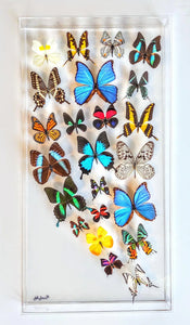 Framed Butterflies-Mounted Butterflies-Preserved Butterflies