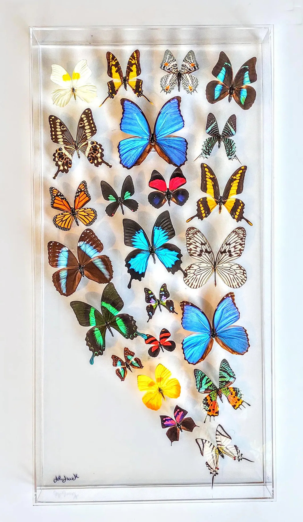 Framed Butterflies-Mounted Butterflies-Preserved Butterflies