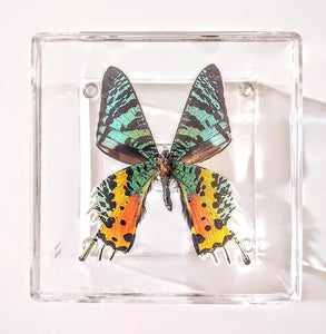 Framed Butterflies-Mounted Butterflies-Preserved Butterflies