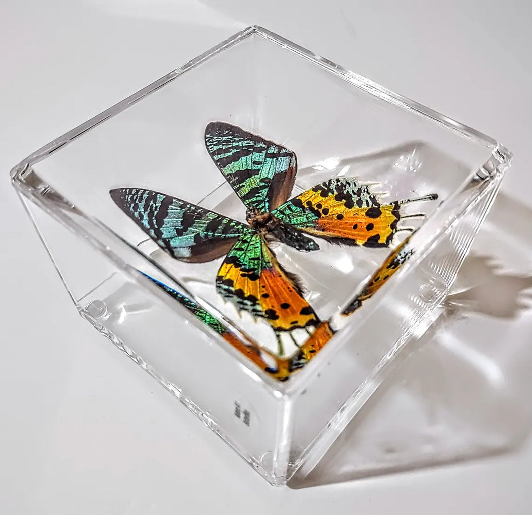 Framed Butterflies-Mounted Butterflies-Preserved Butterflies