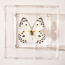 Load image into Gallery viewer, Framed Butterflies-Mounted Butterflies-Preserved Butterflies
