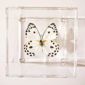 Framed Butterflies-Mounted Butterflies-Preserved Butterflies