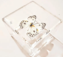 Load image into Gallery viewer, Framed Butterflies-Mounted Butterflies-Preserved Butterflies
