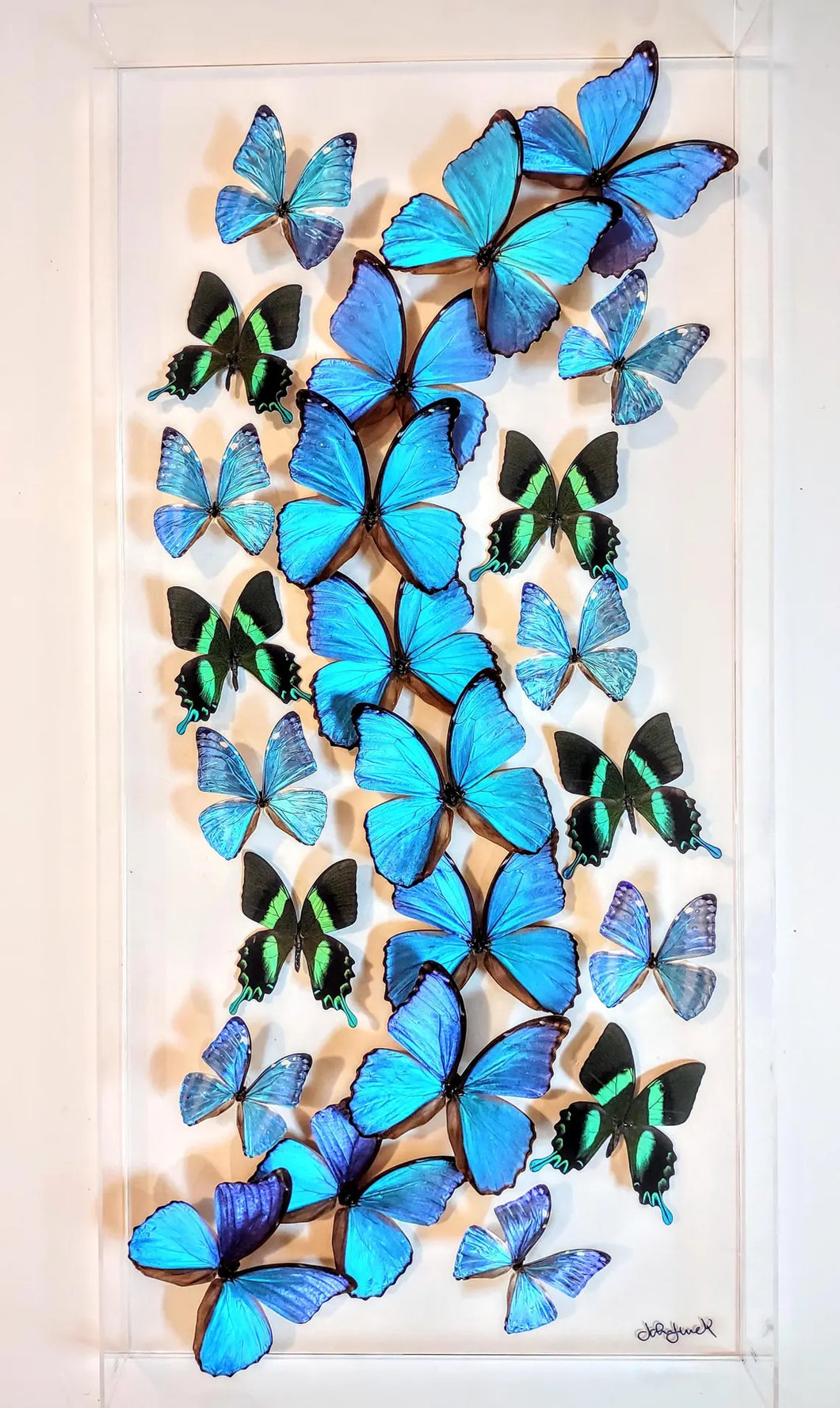 framed butterflies